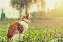 Young Ginger Male Cat Is Sitting In The Grass On Sunny Evening, Back View