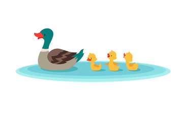 mother duck and little ducks in water. ducklings swimming in row. cartoon vector illustration. duckl