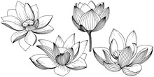 Vector Lotus Flower. Floral Botanical Flower. Isolated Illustration Element. Full Name Of The Plant: Lotus. Vector Wildflower For Background, Texture, Wrapper Pattern, Frame Or Border.