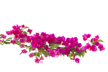 bougainvilleas isolated on white background.