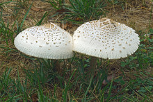 False Parasol Mushroom (Chlorophyllum Molybdites). Called Green-spored Lepiota And Vomiter Also.
