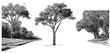 Vector landscape with trees. Black graphic illustration on white background, park outdoors scene in vintage engraving style.