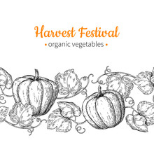 Pumpkin Vector Seamless Pattern. Hand Drawn Vintage Border. Harvest Festival Illustration.