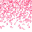 © Begin Again - Sakura petals falling down. Romantic pink silky big flowers. Thick flying cherry petals. Top gradien