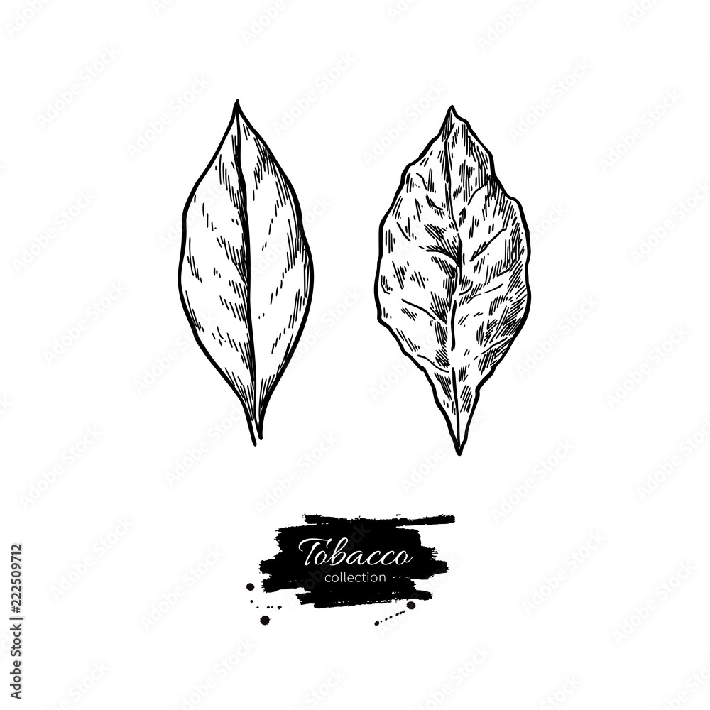 does tobacco kill plants 🍅 Tomatoes & Tobacco: Same Family, Big Problem, Tomatoes and tobacco both  belong to the Solanaceae (nightshade family). That means diseases and  pathogens carried on tobacco can easily spread to your