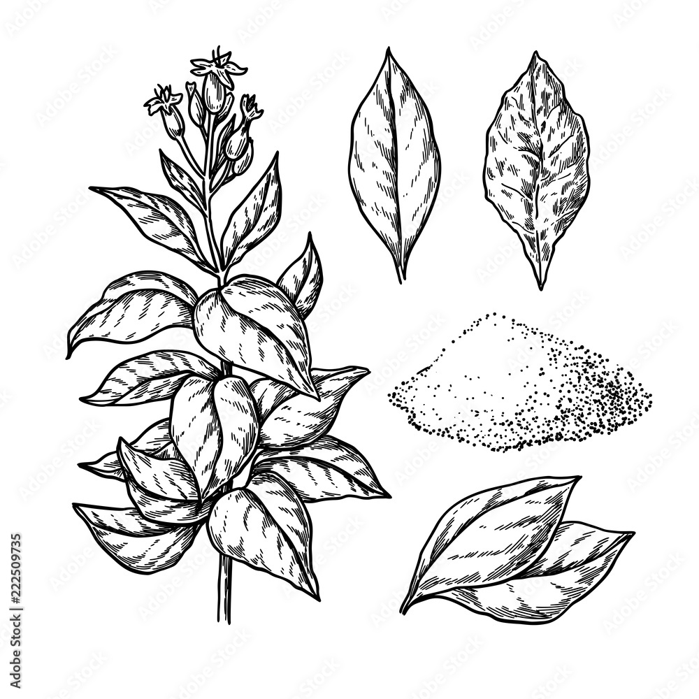 tobacco user meaning Tobacco use: Clinical sciences