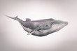 Humback whale isolated - 3d rendering