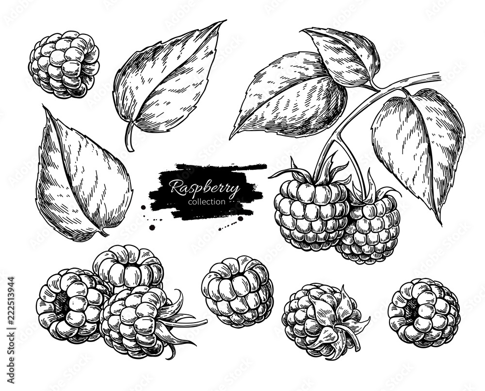 Raspberry vector drawing. Isolated berry branch sketch on white  - obrazy, fototapety, plakaty 