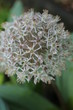 Allium Czosnek karatawski