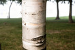 © Sarah Rypma - Close up of a birch tree trunk
