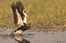 Spur-winged Goose In Chobe National Park