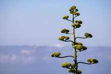 Blooming Agave Americana On A Background Of The Ocean And The Blue Sky, In The Composition On The Right