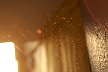 Fly Caught In A Spider Web