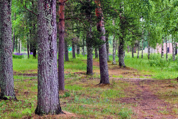 Path in forest