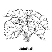 Vector Bush With Outline Rhubarb Or Rheum Vegetable In Black Isolated On White Background. Ornate Leaf Of Rhubarb Bunch In Contour Style For Organic Food Or Medicinal Design And Coloring Book.