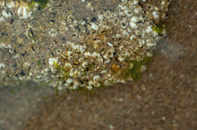 Barnacles Opening On A Rock In A Tidal Pool Along The Pacific Coast In Oregon.  Horizontal Image With Shallow Depth Of Field.