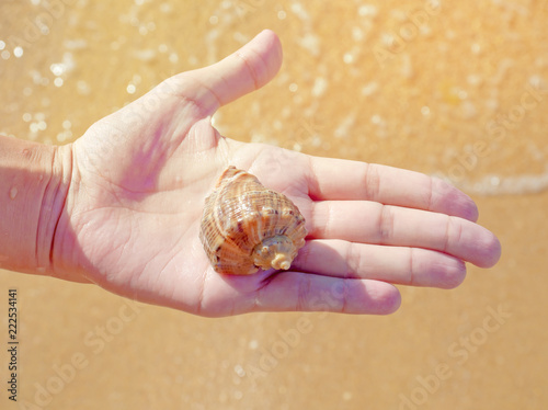 Fotografie, Obraz beach shell held by hand in a tropical place