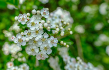 Beautiful Hawthorn Blossom, Flowering In The Spring.