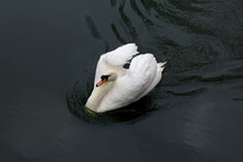White Swan On Black Water