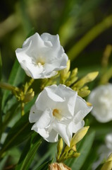 Wall Mural - macro white flower  green leaf