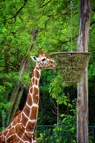 Zdjęcie XXL żyrafa w zoo
