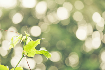 Wall Mural - abstract bokeh blur green color for background