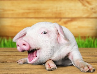 Canvas Print - Pink Piglet Lying  Down on the Ground