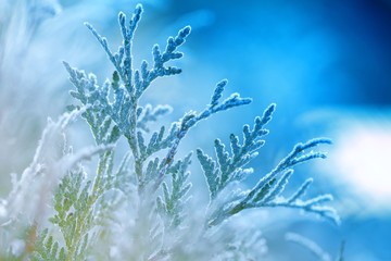 Frozen Thuya. Twigs thuja in frost in the cold blue light. Plant natural frosty background. Late fall. Nature in November