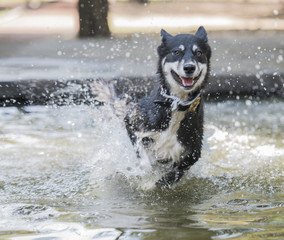  perro en el agua