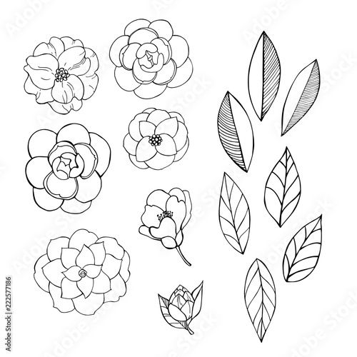 Fotografía Hand drawn camellia flowers.