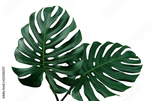 Plakat Ciemnozielone liście Monstera lub Filodendron podzielony liśćmi (Monstera deliciosa) tropikalna roślina pokojowa liści na białym tle, zawiera ścieżkę przycinającą.