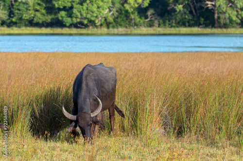 Zdjęcie XXL Wodnego bizonu pasanie w ranku świetle słonecznym w Wilpattu parku narodowym w Sri Lanka Azja