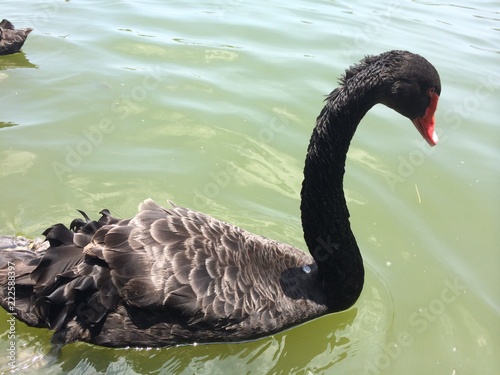 Fotografie, Obraz The black swan swims freely in the water, and the lake reflects the color of the sky