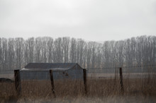 Old Barn In A Foggy Field