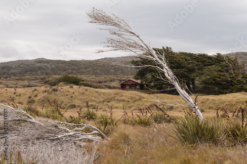 Fotografia, Obraz Skeletal, windswept tree in the foreground with a trampers' hut in the middle-ground on Stewart Island, Rakiura, New Zealand