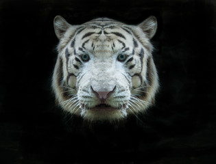 Sticker - white tiger face