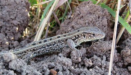 Brown lizard on ground in the garden, closeup 