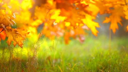 Sticker - Autumn leaves swinging on oak tree in autumnal park. Fall. Slow motion. 3840X2160 4K UHD video footage