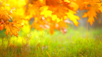 Poster - Autumn leaves swinging on oak tree in autumnal park. Fall. Slow motion. 3840X2160 4K UHD video footage