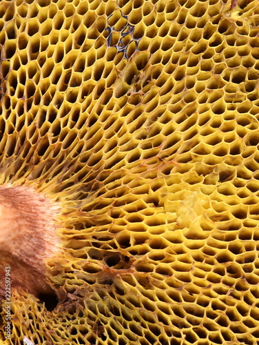 Fotografia, Obraz Closeup on the spongy pores on a polypore Suillus fungus
