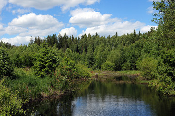 Wall Mural - lake in the forest