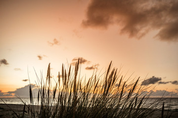 Wall Mural - sunset by the ocean with reed silhouettes