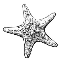 Hand Drawn Sketch Of Starfish In Black Isolated On White Background. Detailed Vintage Style Drawing. Vector Illustration