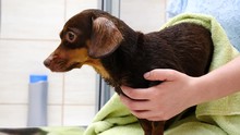 Woman Taking Care Of Her Little Daschund Dog, Drying Using Towel After Washing In Bath