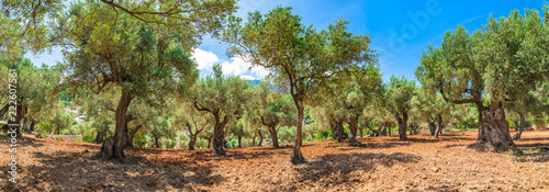 Cuadros en Lienzo Plantation agriculture of olive grove field landscape panorama