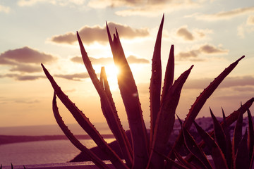 Poster - aloe cactus and sea in sunset