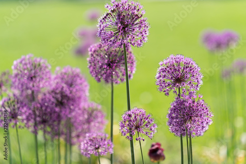 Fototapeta Czosnek - kwiaty  dekoracyjna-fioletowa-kokardka