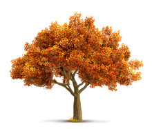 Autumn Maple Tree Isolated