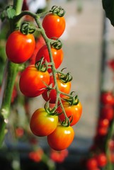 Poster - tomato cherry food green nature fresh organic garden background