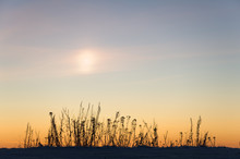 Plant Silhouettes And Sundog In The Evening Sky